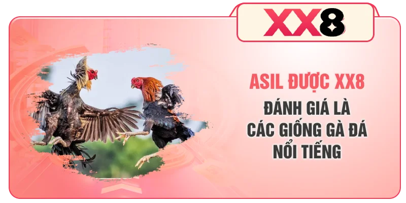 Asil được XX8 đánh giá là các giống gà đá nổi tiếng