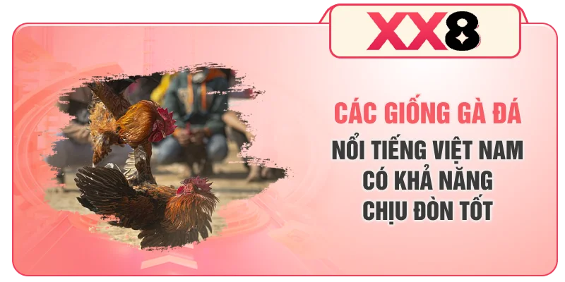 Các giống gà đá nổi tiếng Việt Nam có khả năng chịu đòn tốt