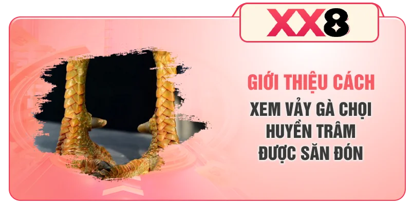 Giới thiệu cách xem vảy gà chọi Huyền Trâm được săn đón