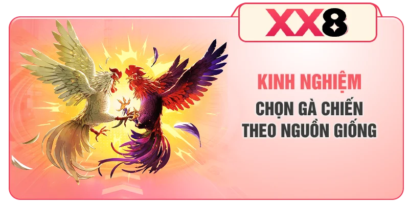 Kinh nghiệm chọn gà chiến theo nguồn giống