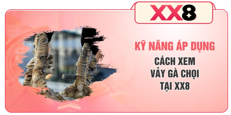 Kỹ năng áp dụng cách xem vảy gà chọi tại XX8