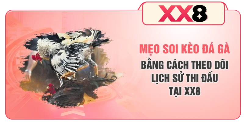 Mẹo soi kèo đá gà bằng cách theo dõi lịch sử thi đấu tại XX8