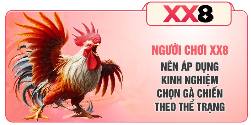 Người chơi XX8 nên áp dụng kinh nghiệm chọn gà chiến theo thể trạng