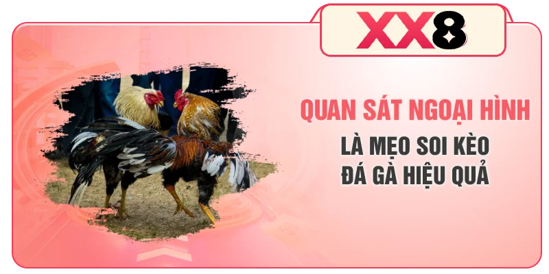 Quan sát ngoại hình là mẹo soi kèo đá gà hiệu quả