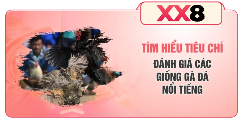 Tìm hiểu tiêu chí đánh giá các giống gà đá nổi tiếng