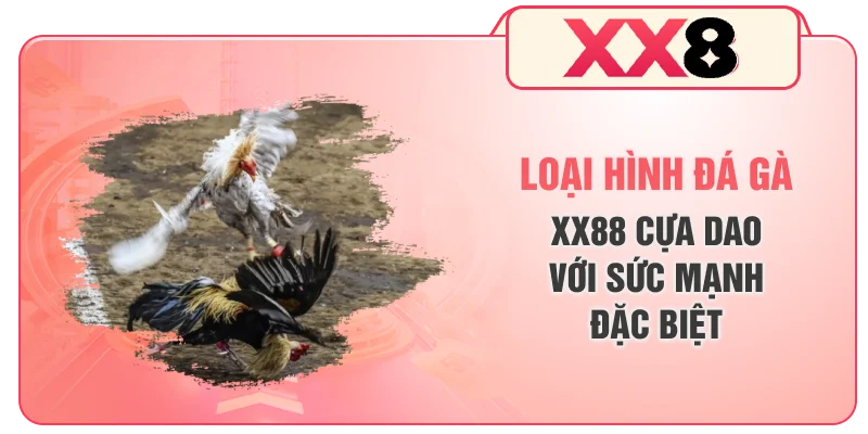 Loại hình đá gà XX8 cựa dao với sức mạnh đặc biệt